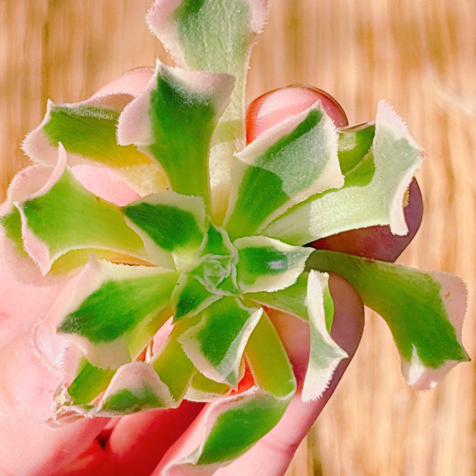 アエオニウム　ベストコンディション アエオニウム – Bull Succulent