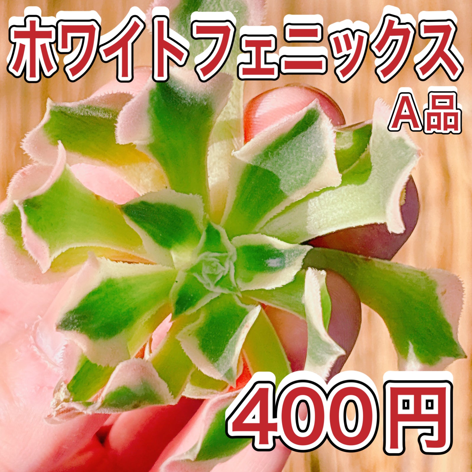 アエオニウム – Bull Succulent
