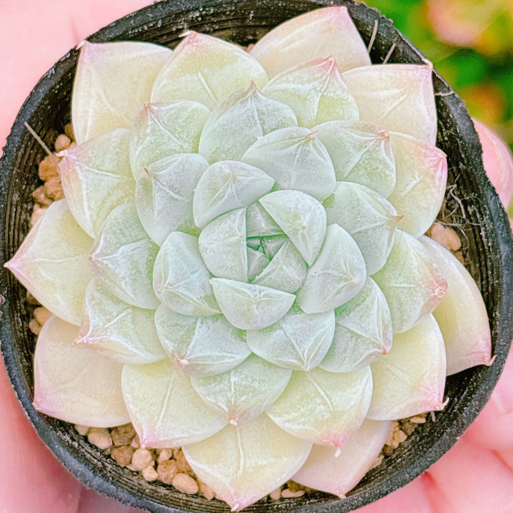 商品一覧 – Page 3 – Bull Succulent