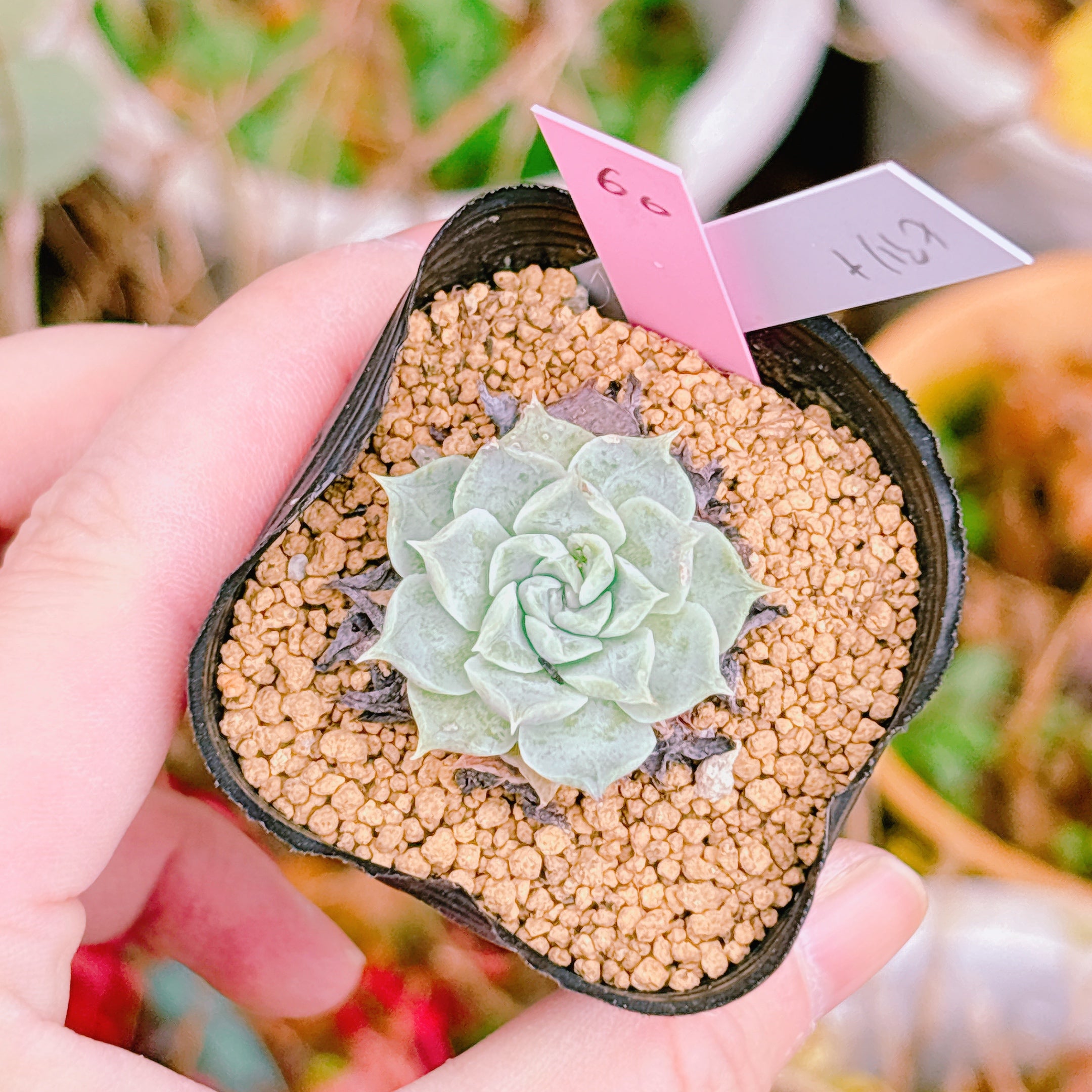 多肉植物の販売・通販サイト | Bull Succulent(ブルサキュレント)