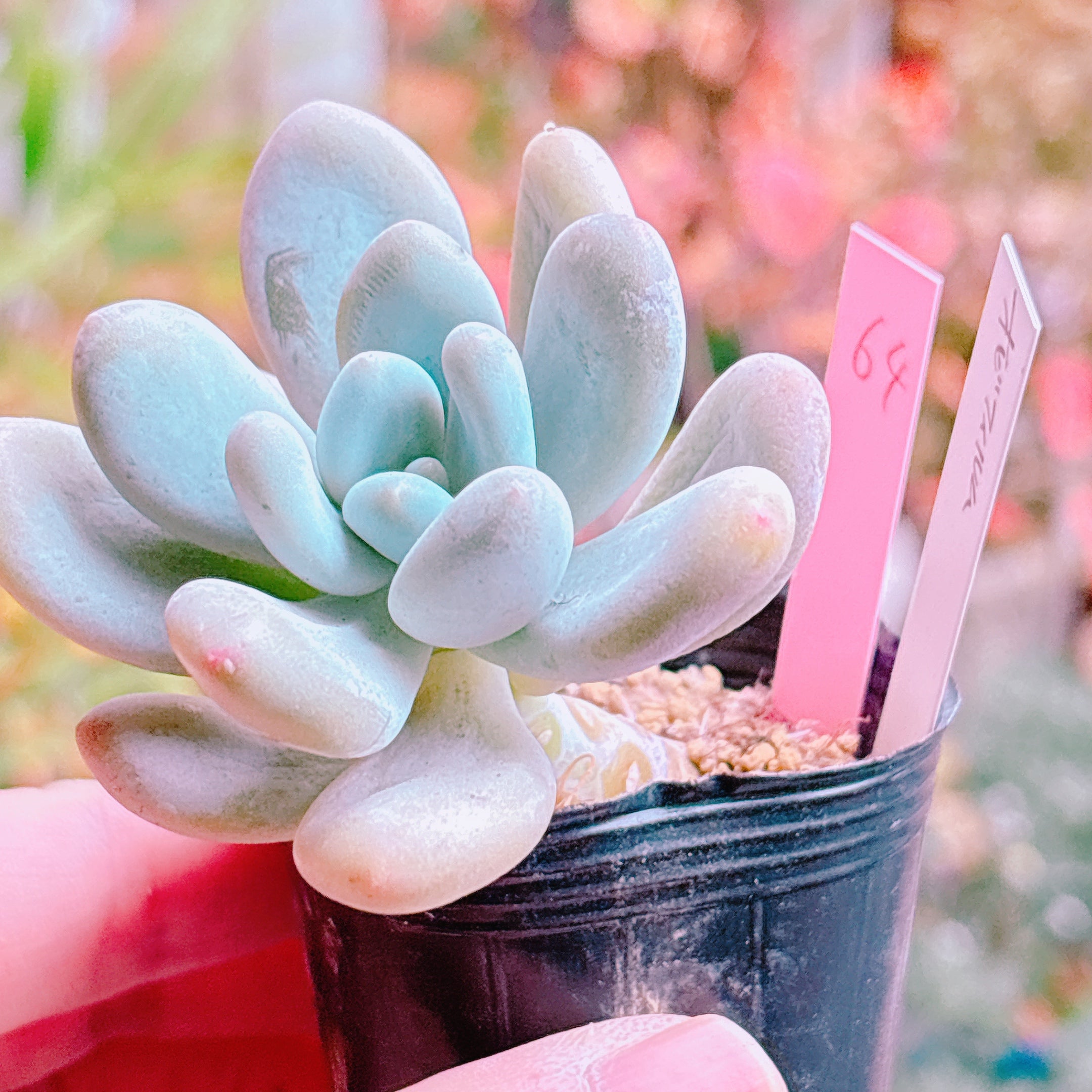 商品一覧 – Page 3 – Bull Succulent