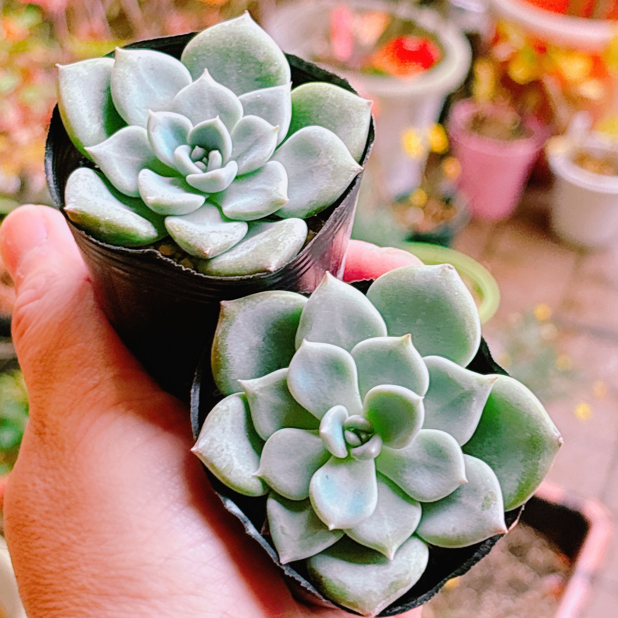 マチルダ A品 根付き苗 2025-12-12 – Bull Succulent