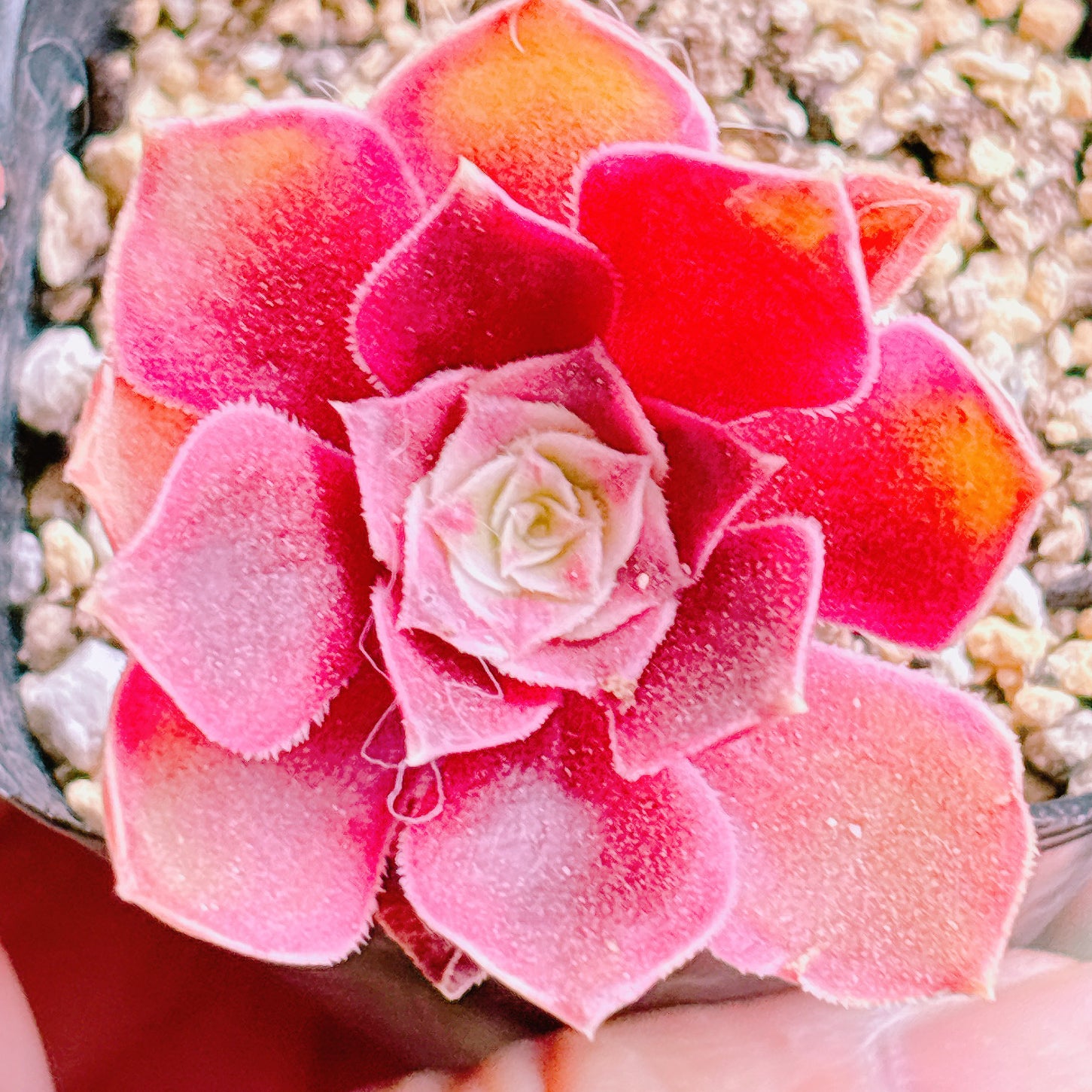 Top【選抜株】多肉植物　21954 ミルク　ワイト15個　鉢無し/脱土 多肉植物の販売・通販サイト | Bull Succulent(ブルサキュレント)