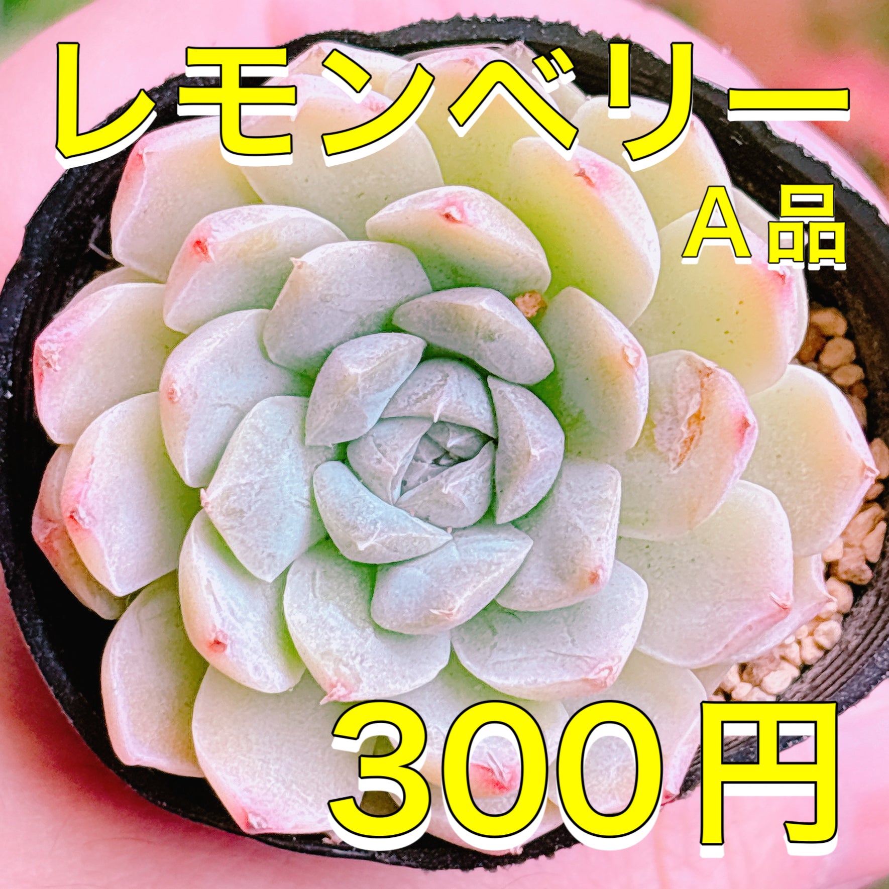 商品一覧 – Page 3 – Bull Succulent