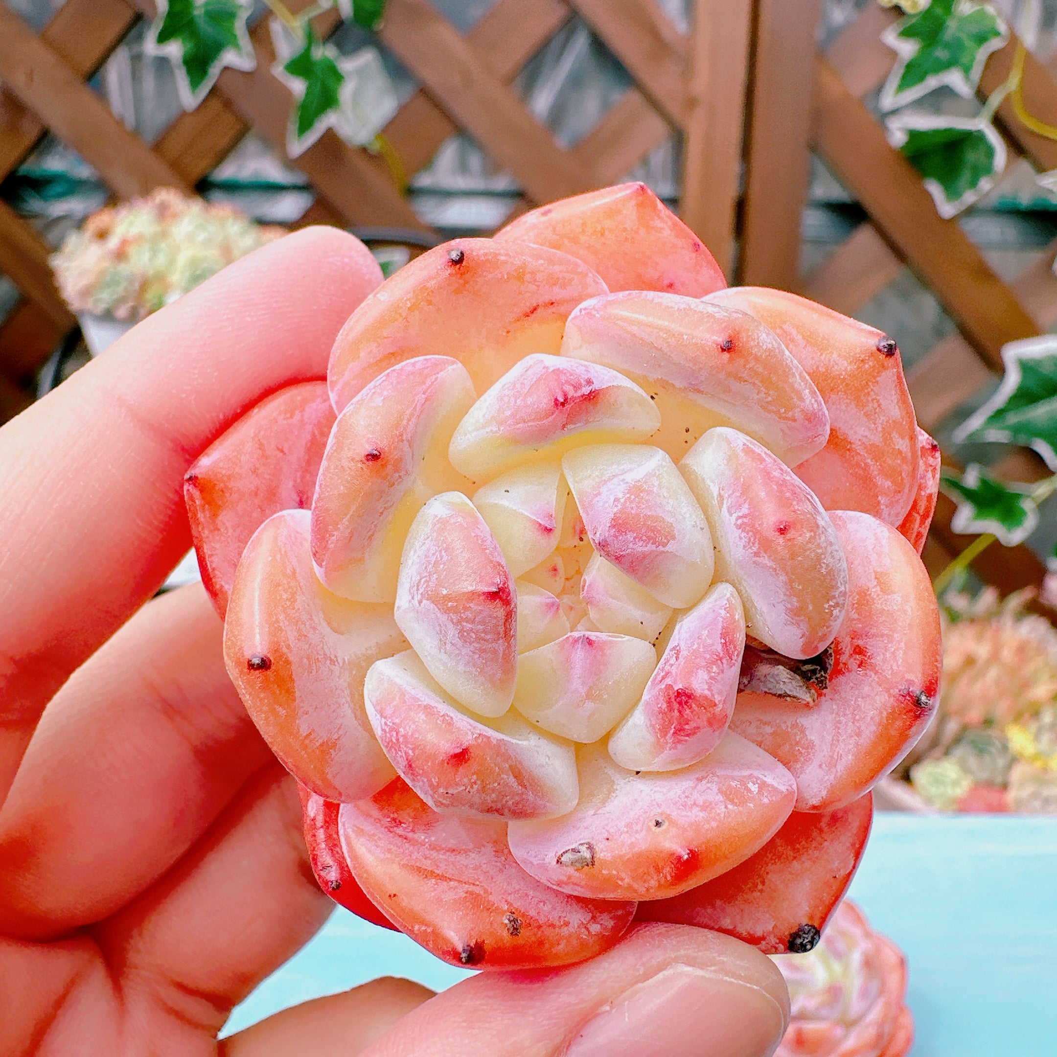 スターオレンジ 特級品 – Bull Succulent