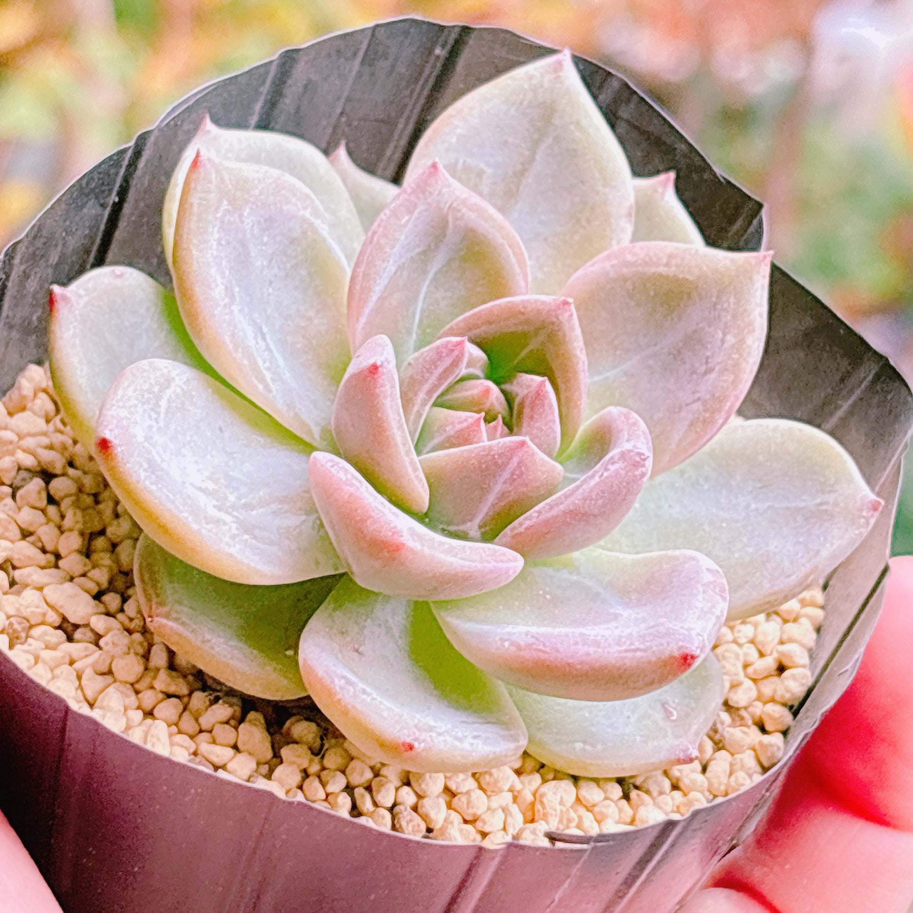 エケベリア – Page 2 – Bull Succulent