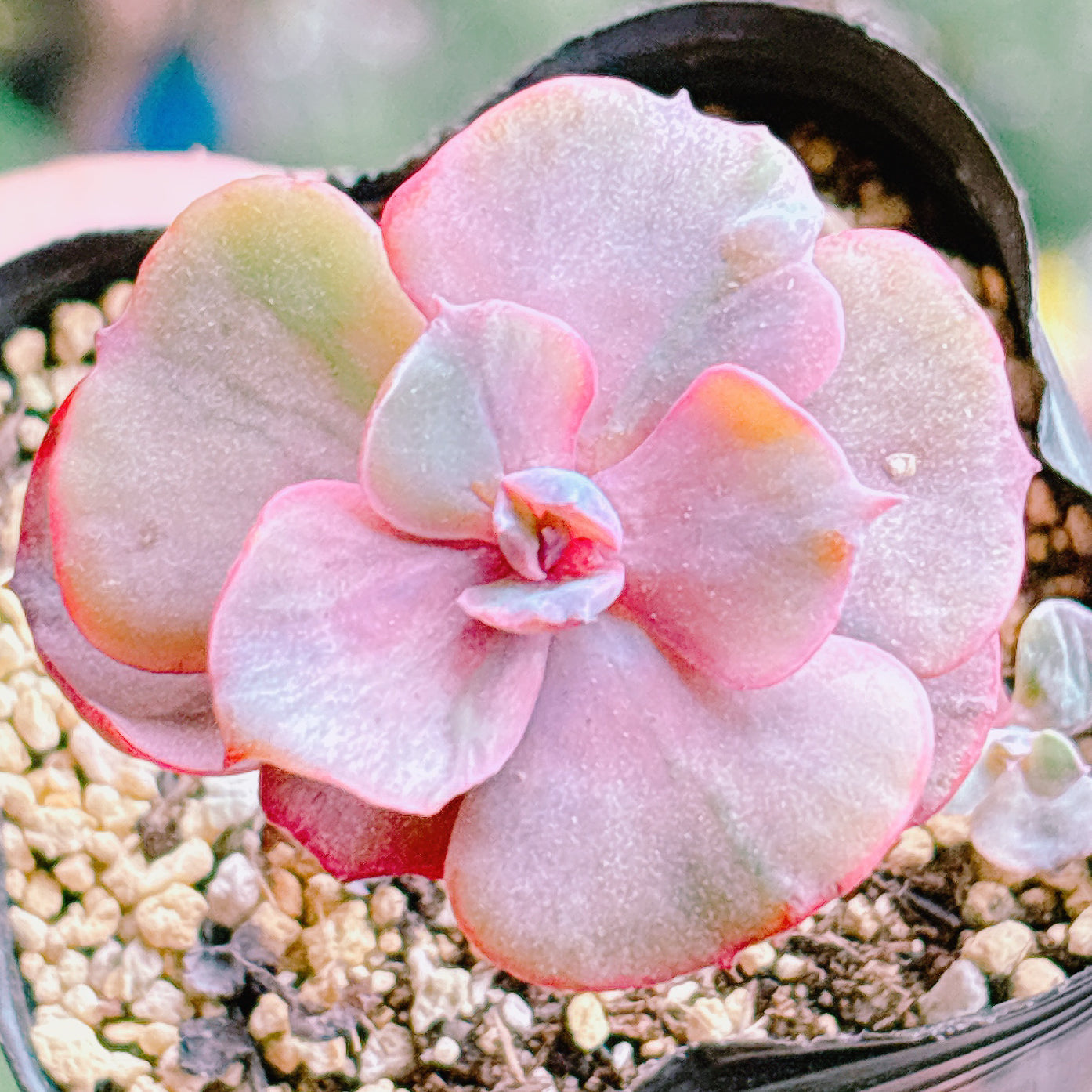 商品一覧 – Page 3 – Bull Succulent