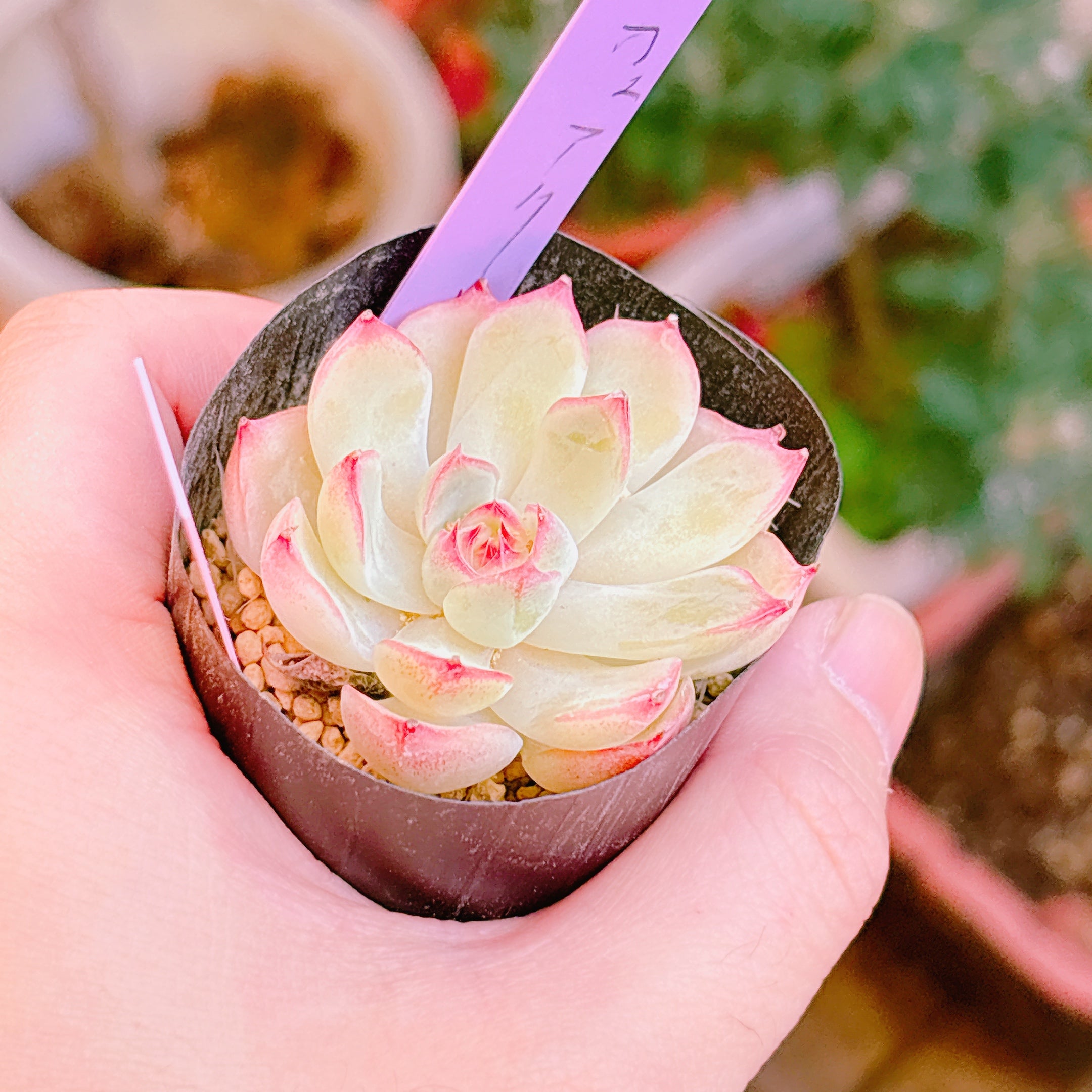 多肉植物の販売・通販サイト | Bull Succulent(ブルサキュレント)