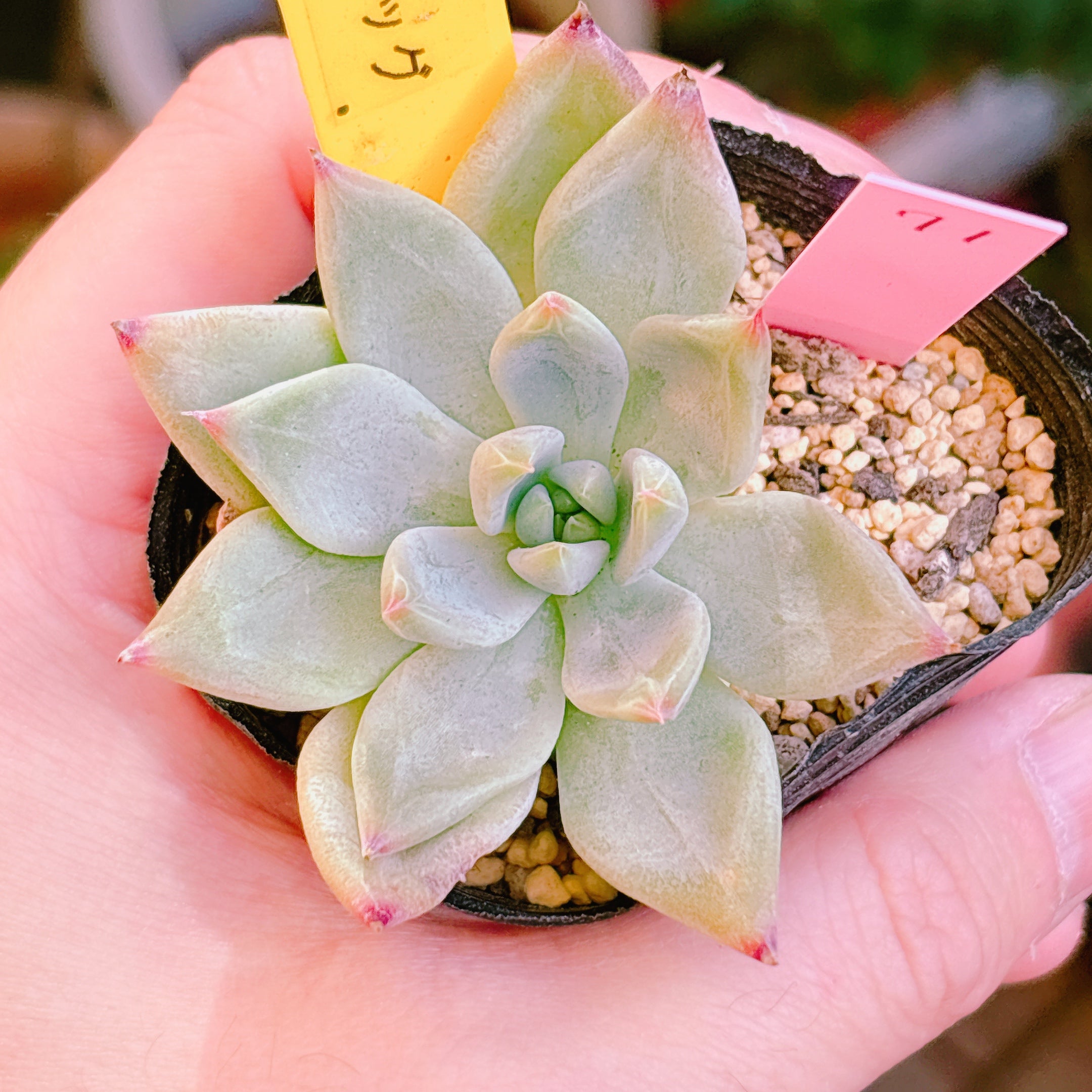 多肉植物の販売・通販サイト | Bull Succulent(ブルサキュレント)