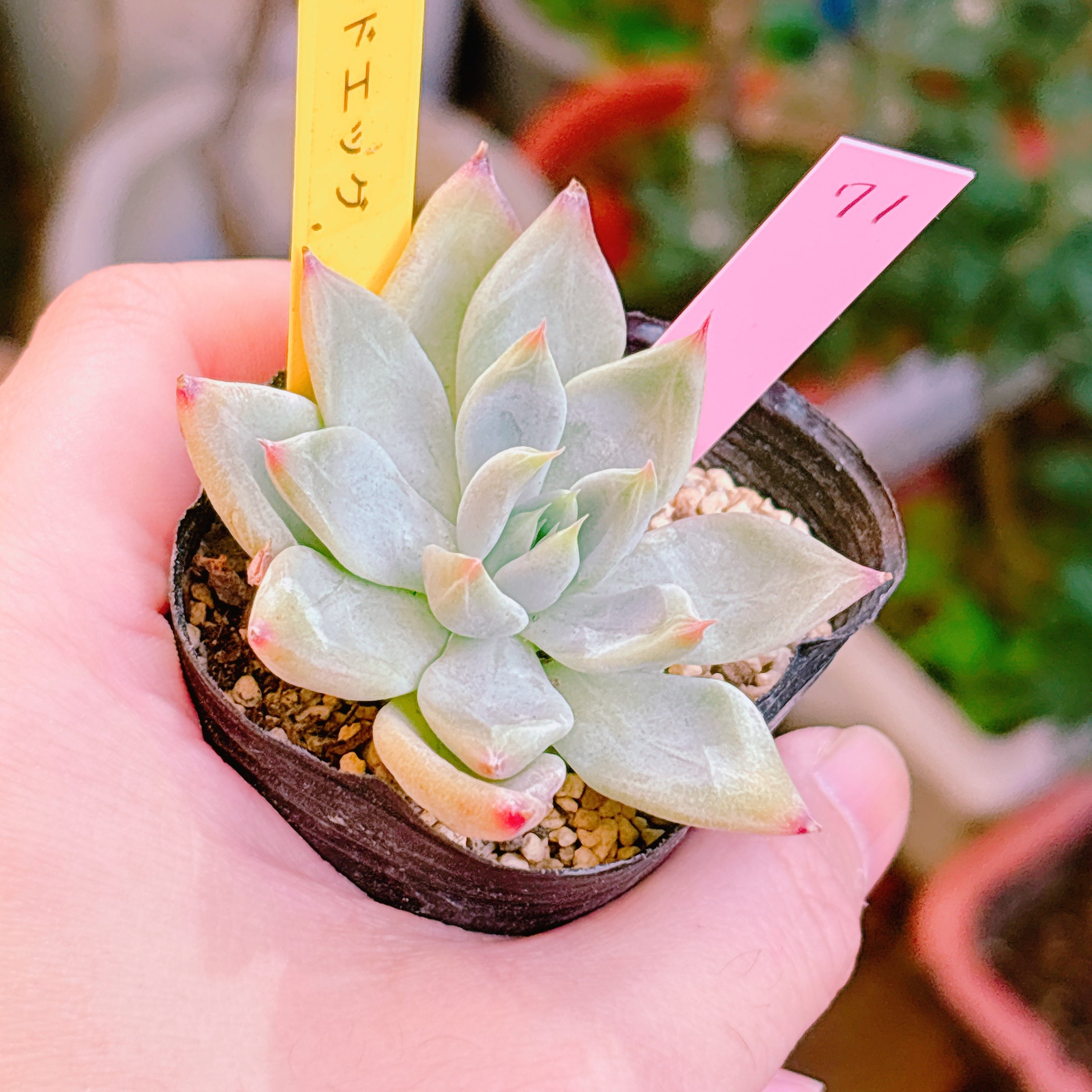 Top【選抜株】多肉植物　21923 クラウド　フェアリー20個　鉢無し/脱土 多肉植物の販売・通販サイト | Bull Succulent(ブルサキュレント)