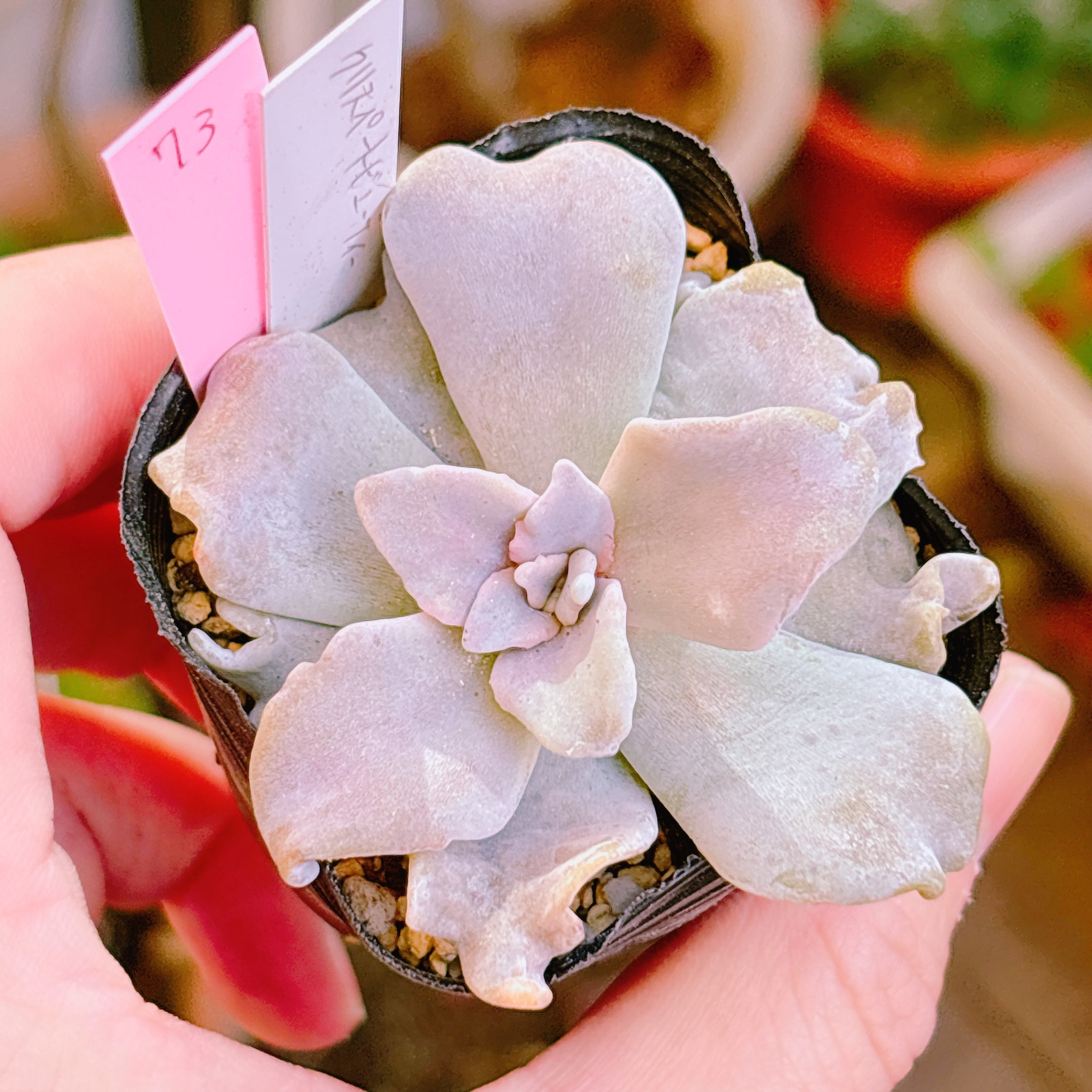 多肉植物の販売・通販サイト | Bull Succulent(ブルサキュレント)