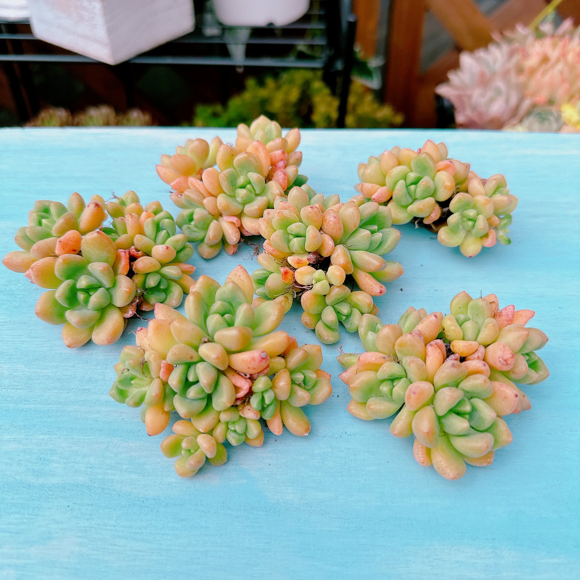 シャングリラ 群生 特級品 – Bull Succulent