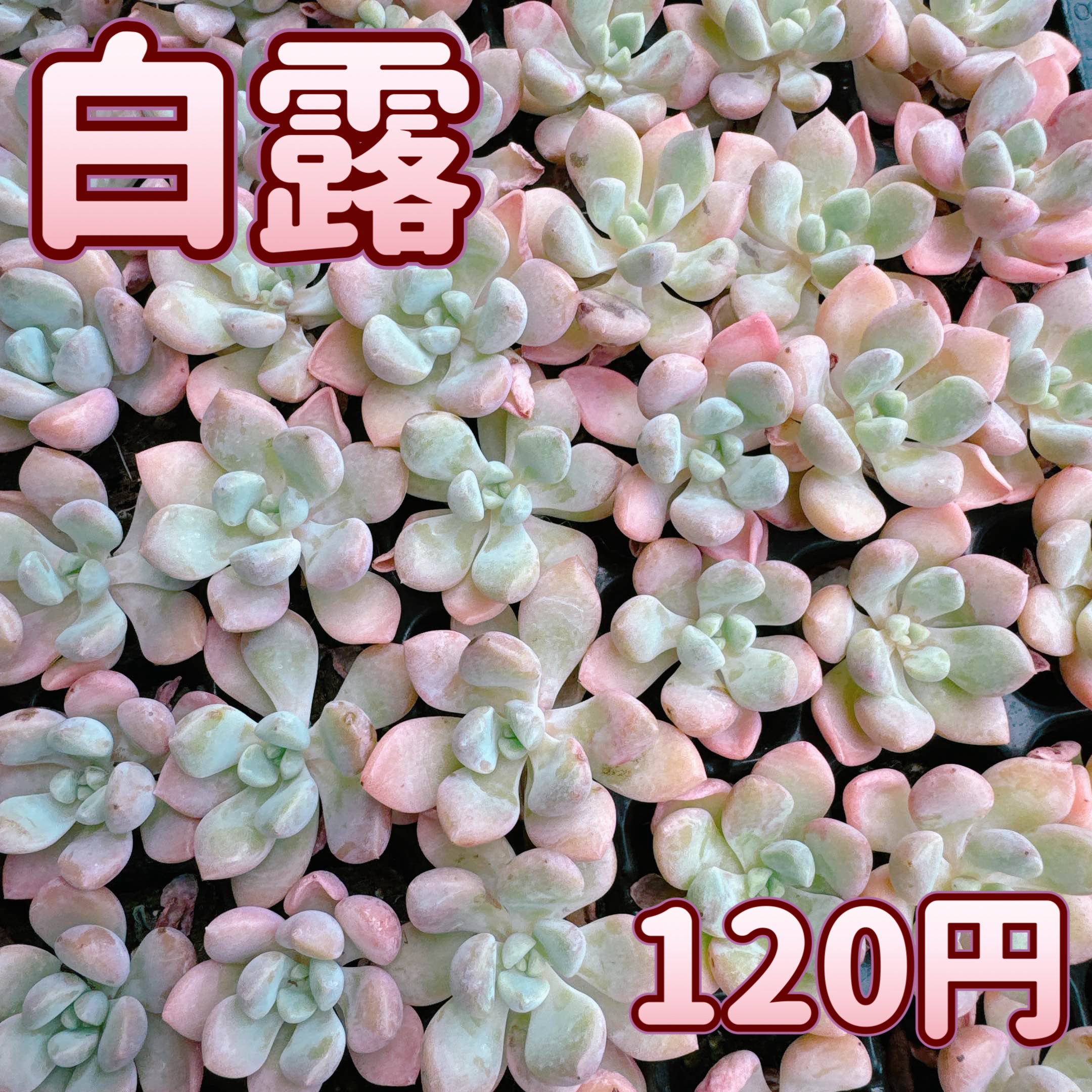 白露 プラグ苗 B品 – Bull Succulent