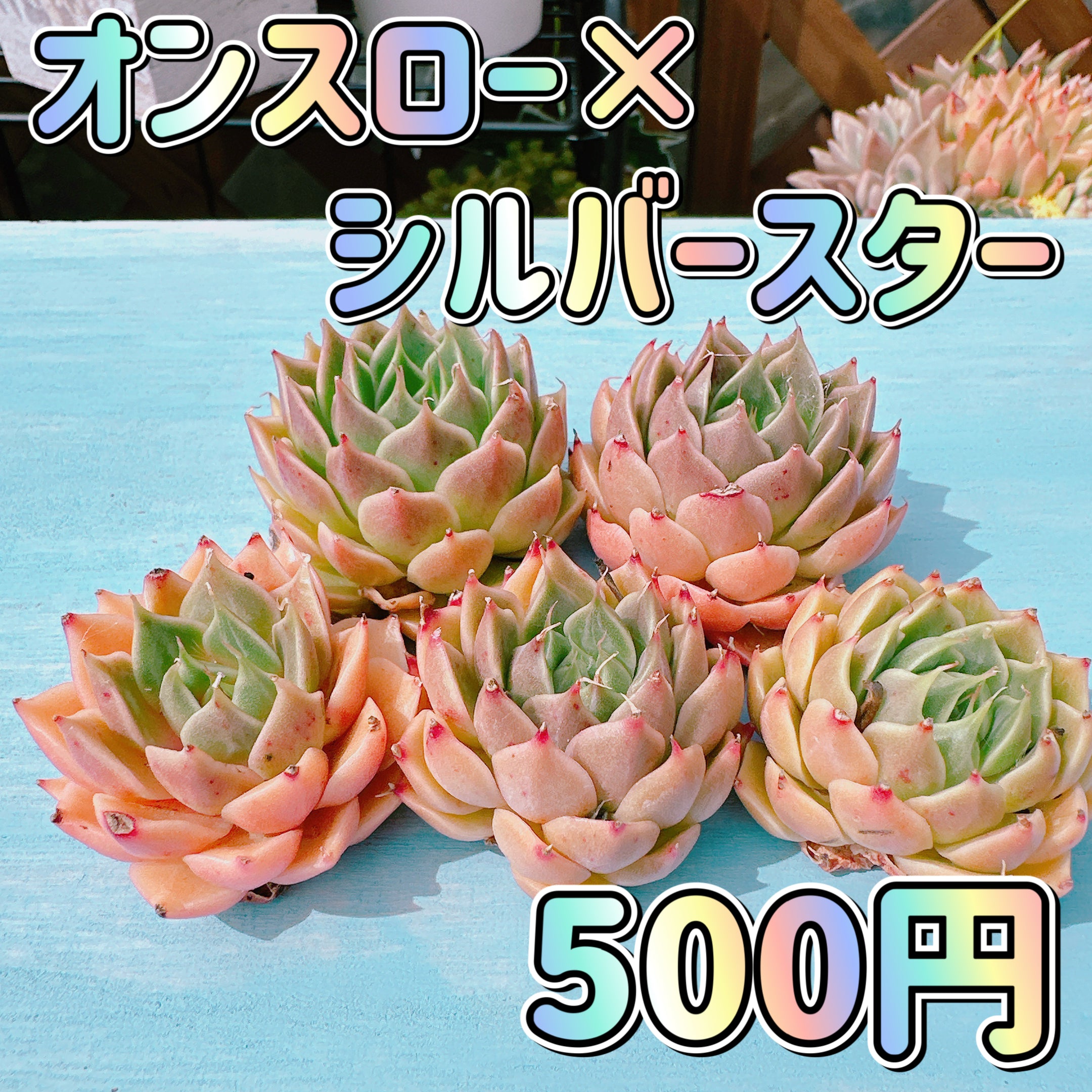 多肉シルバースター錦覆輪斑抜き苗 在庫価格