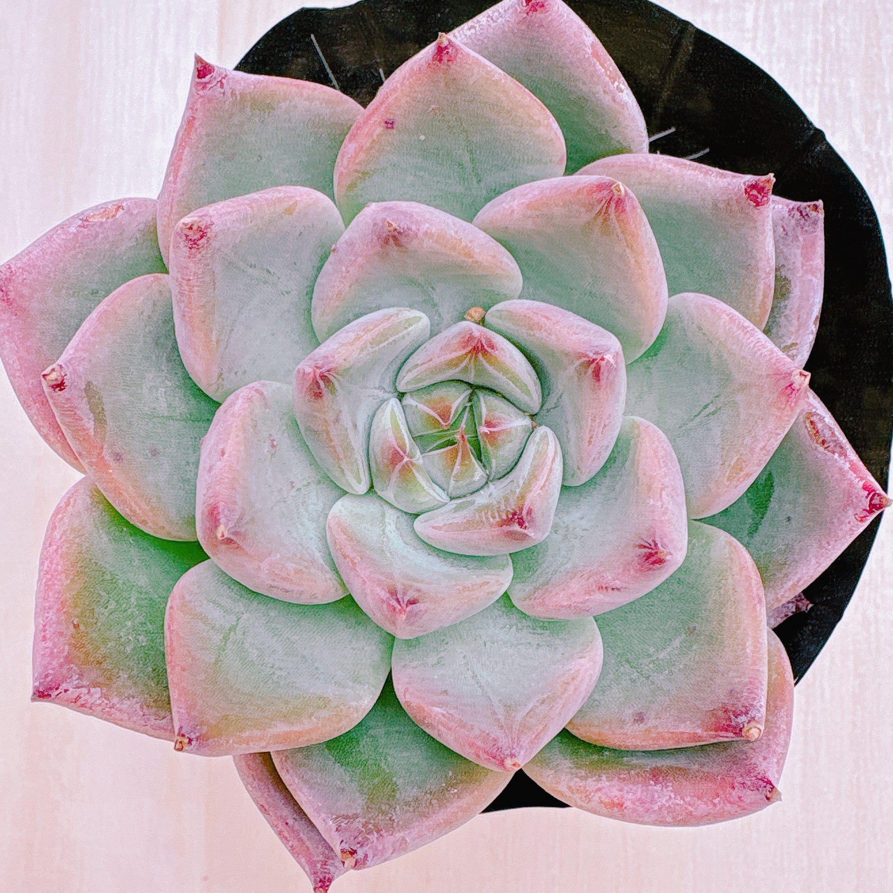 商品一覧 – Page 3 – Bull Succulent