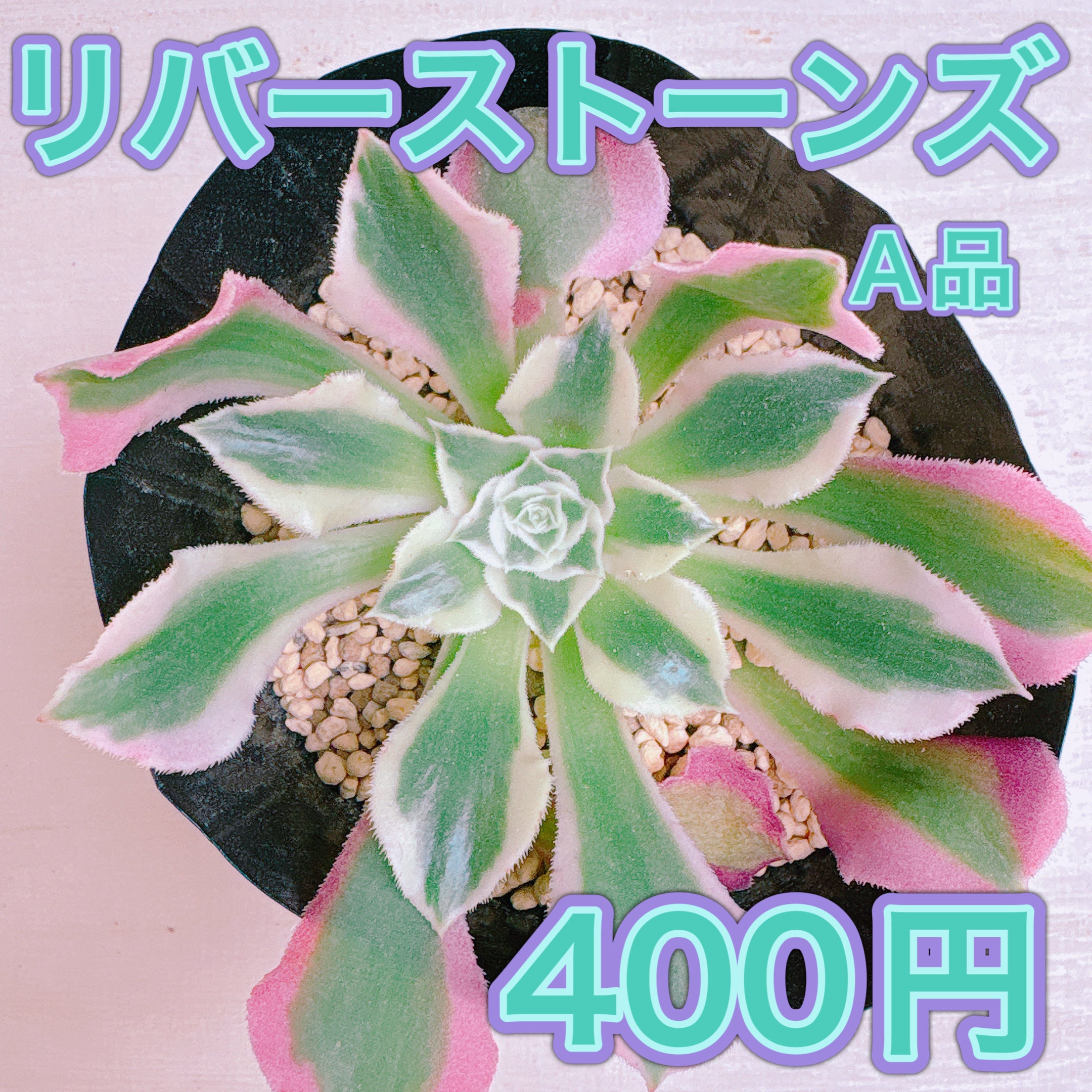 リバーストーンズ A品 根付き苗 2025-12-22 – Bull Succulent