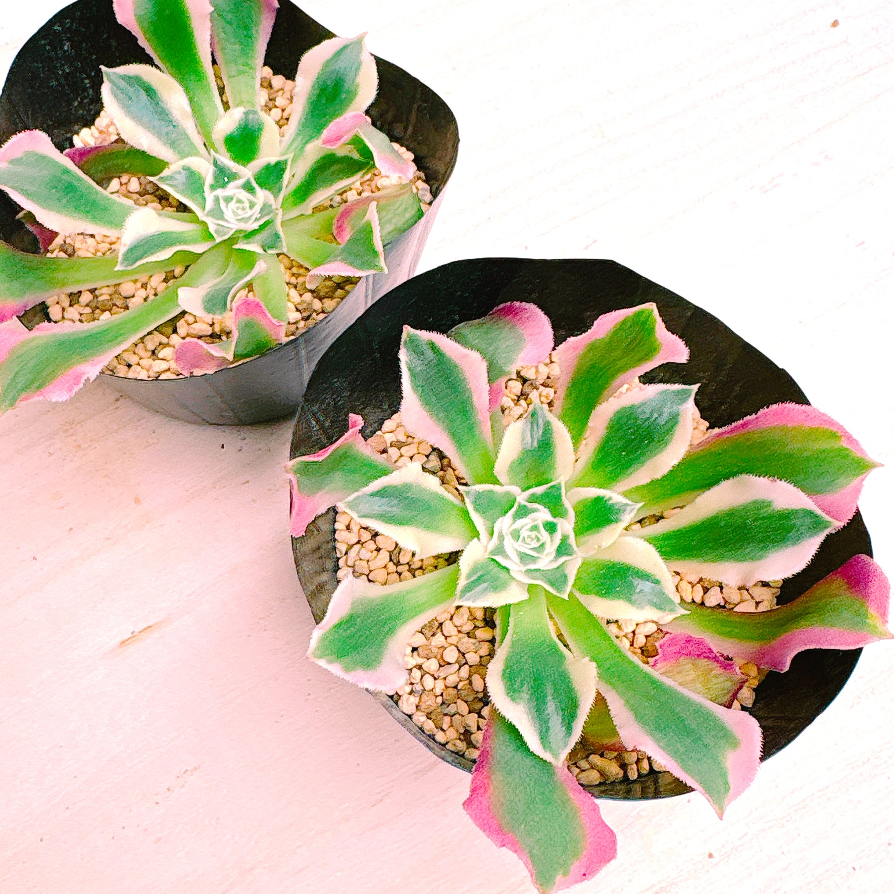 Top【選抜株】多肉植物　12023 リバー　ストーンズ15個 鉢無し/脱土 Top【選抜株】多肉植物 12023 リバー ストーンズ15個 鉢無し/脱土 Top