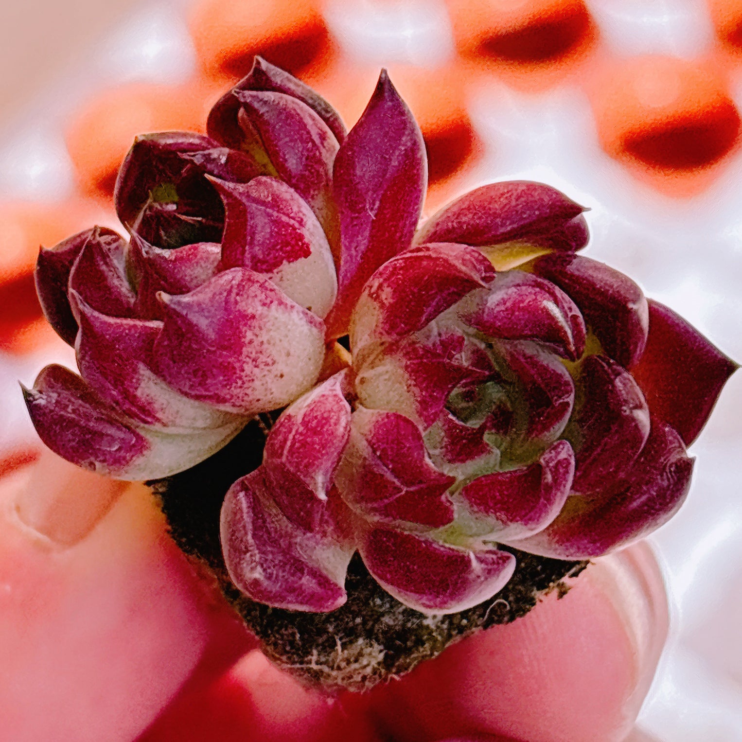 名無しプラグ苗 2 2025-12-23 – Bull Succulent