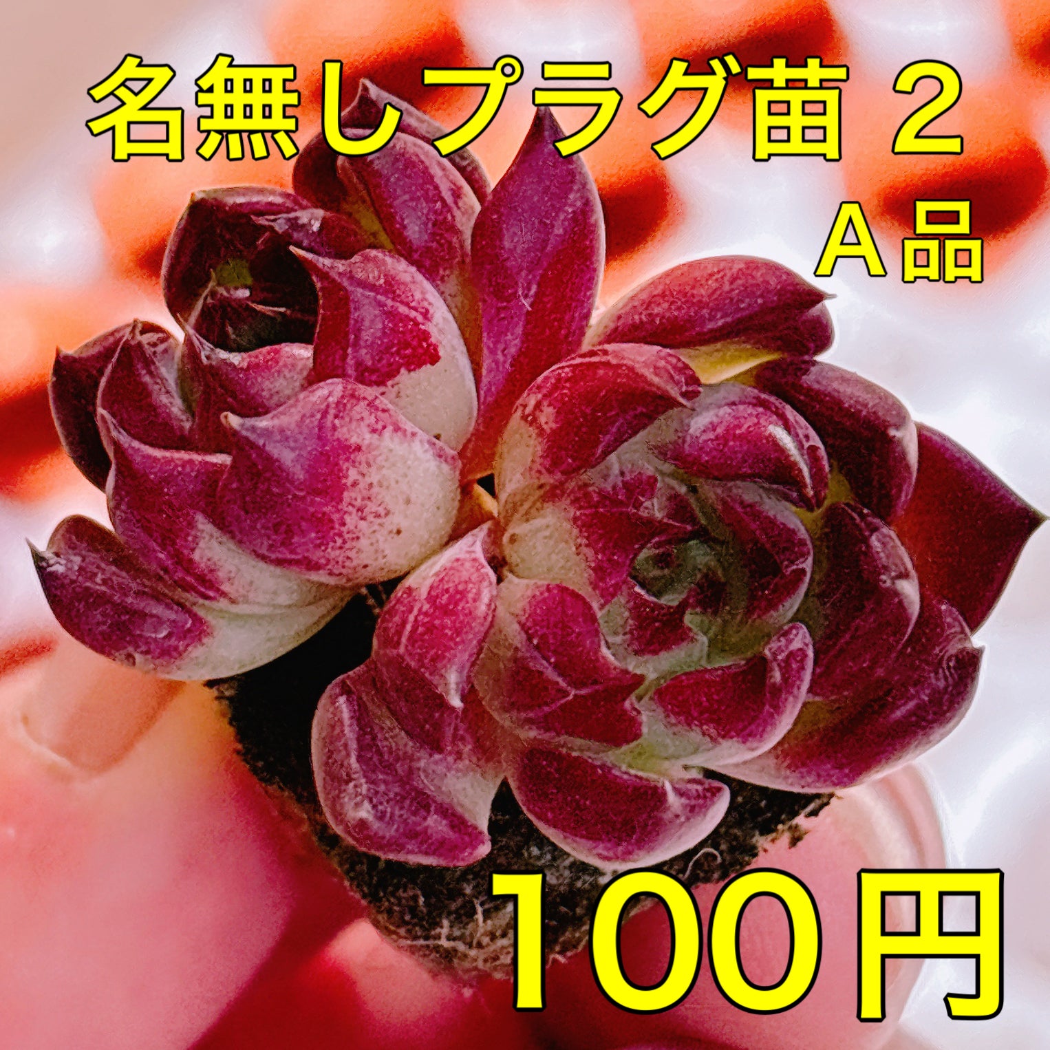 名無しプラグ苗 2 2025-12-23 – Bull Succulent