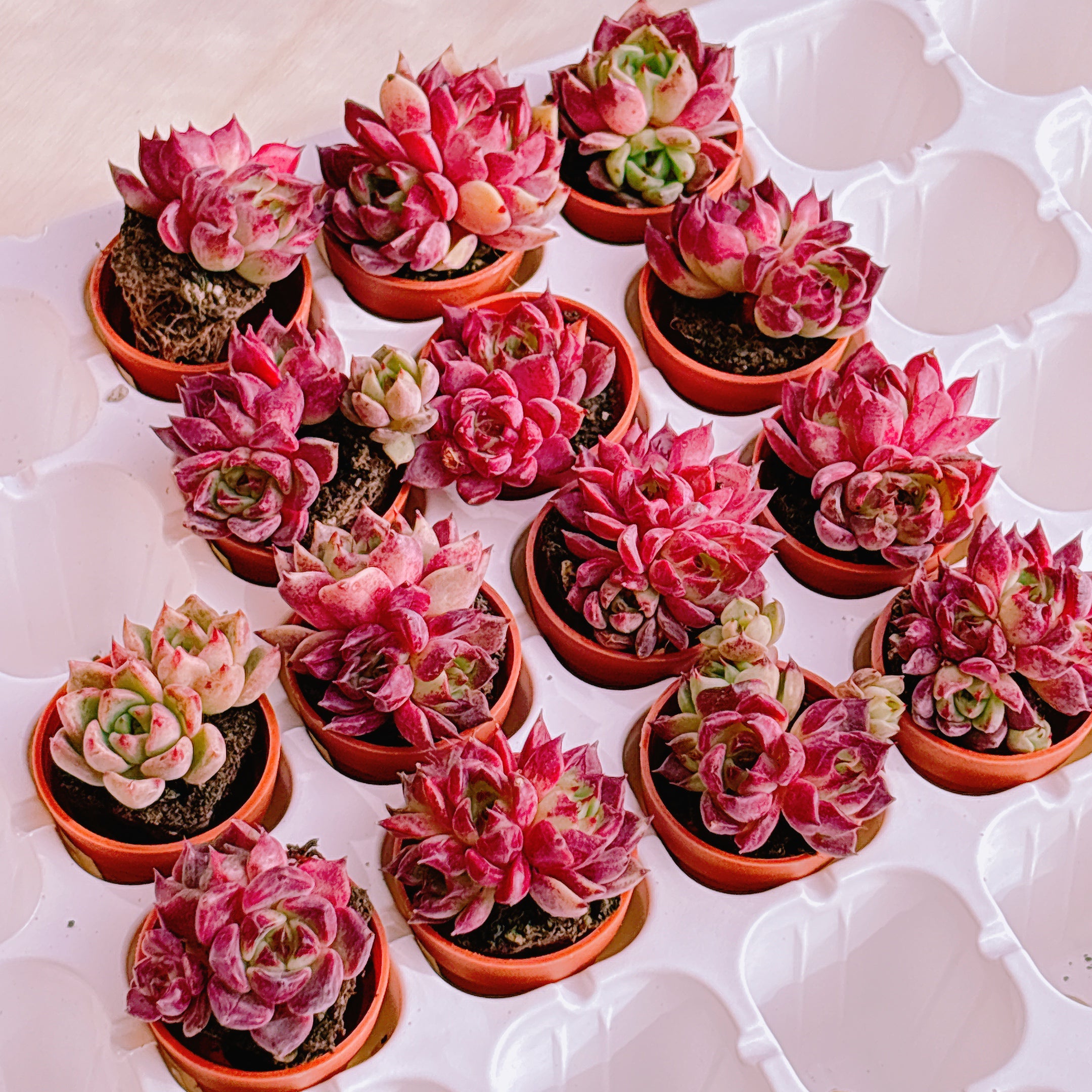 名無しプラグ苗 2 2025-12-23 – Bull Succulent