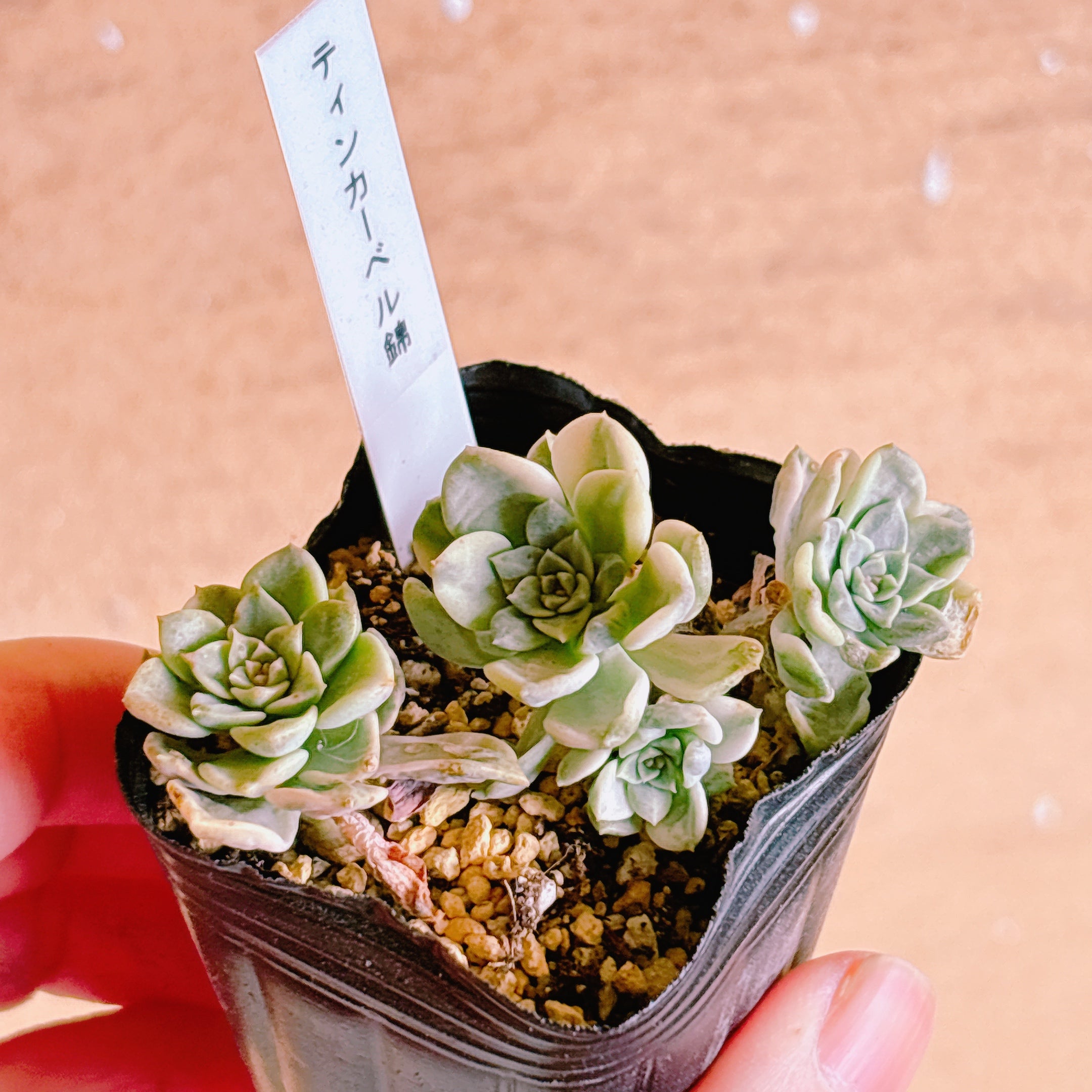 おまとめ中！39SALE！多肉植物^o^  ティンカーベル おまとめ中！39SALE！多肉植物^o^ ティンカーベル 【公式通販】