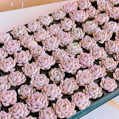 オンチョウ　A品　プラグ苗