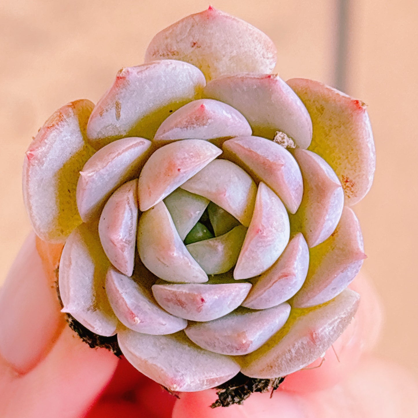 オンチョウ　A品　プラグ苗