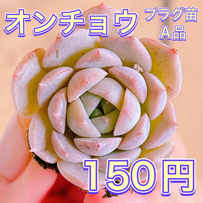 オンチョウ　A品　プラグ苗