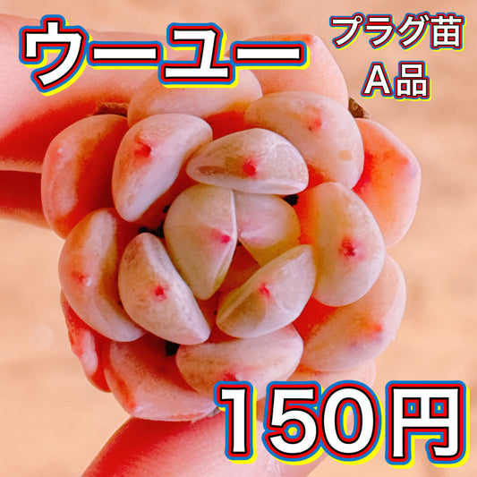 ウーユー　A品　プラグ苗