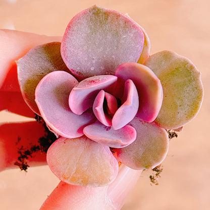 レインボー　A品　プラグ苗