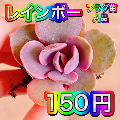 レインボー　A品　プラグ苗