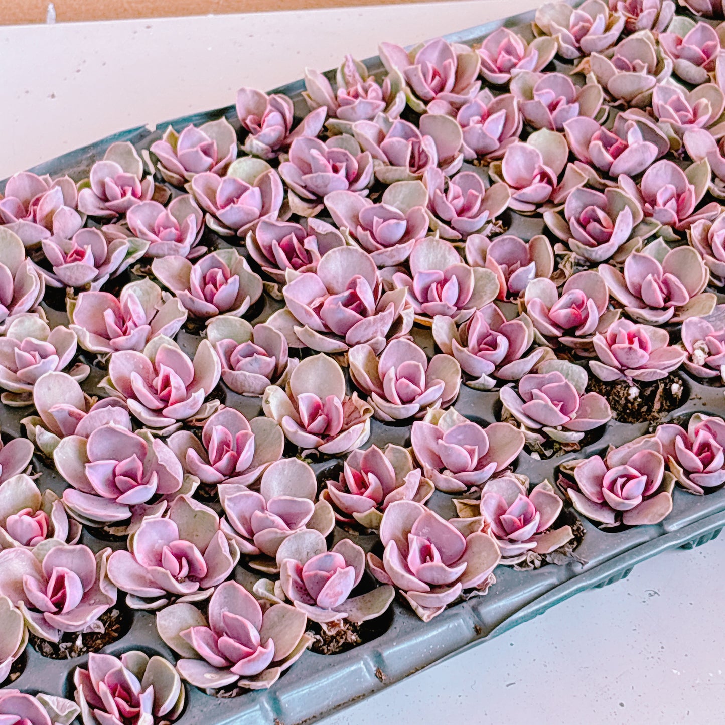 レインボー　A品　プラグ苗