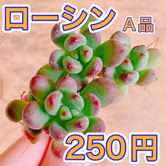 ローシン　A品　カット苗