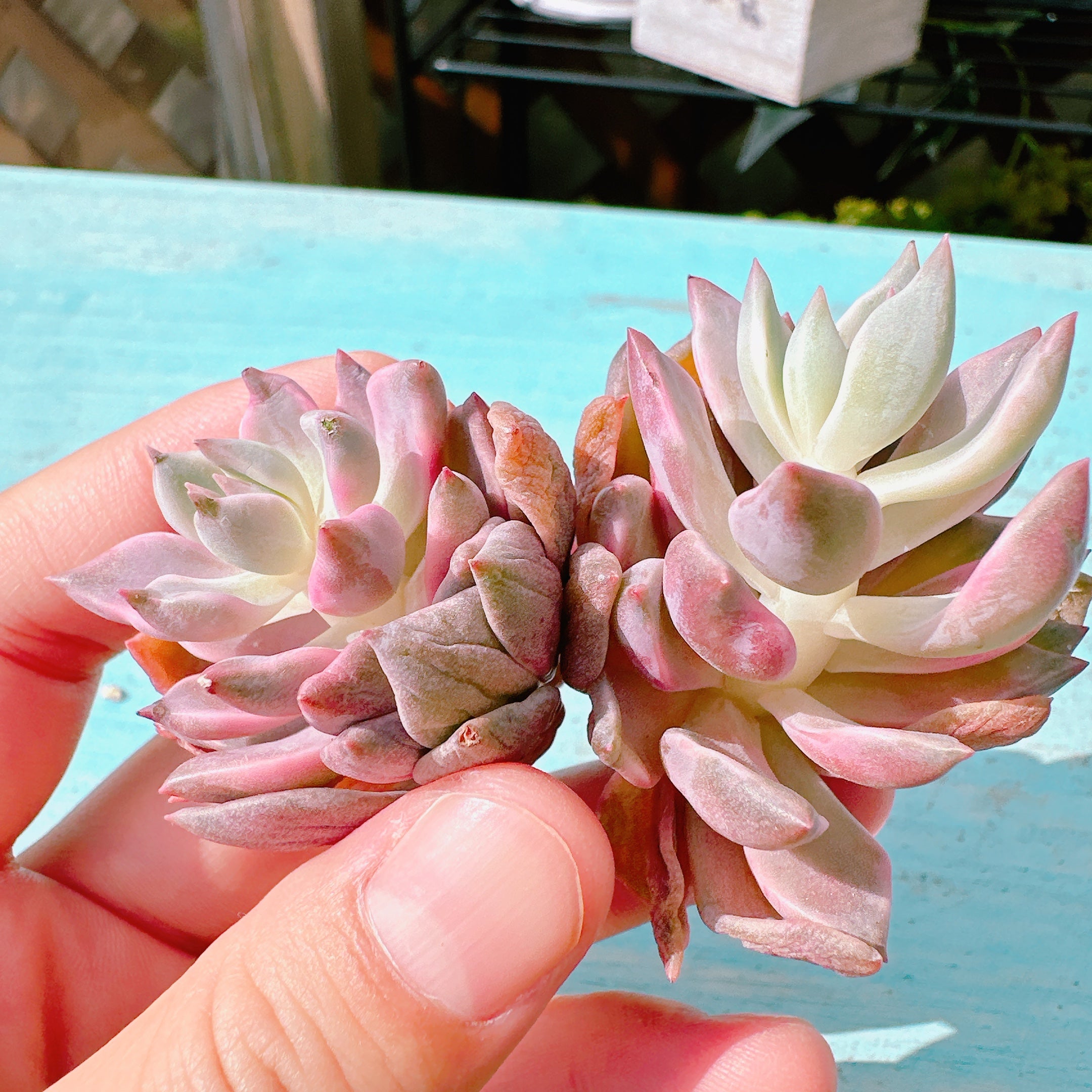 ピンクプリティ錦 B品 – Bull Succulent