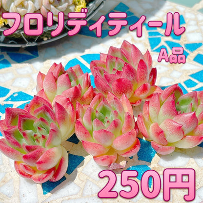 フロリディティール　A品