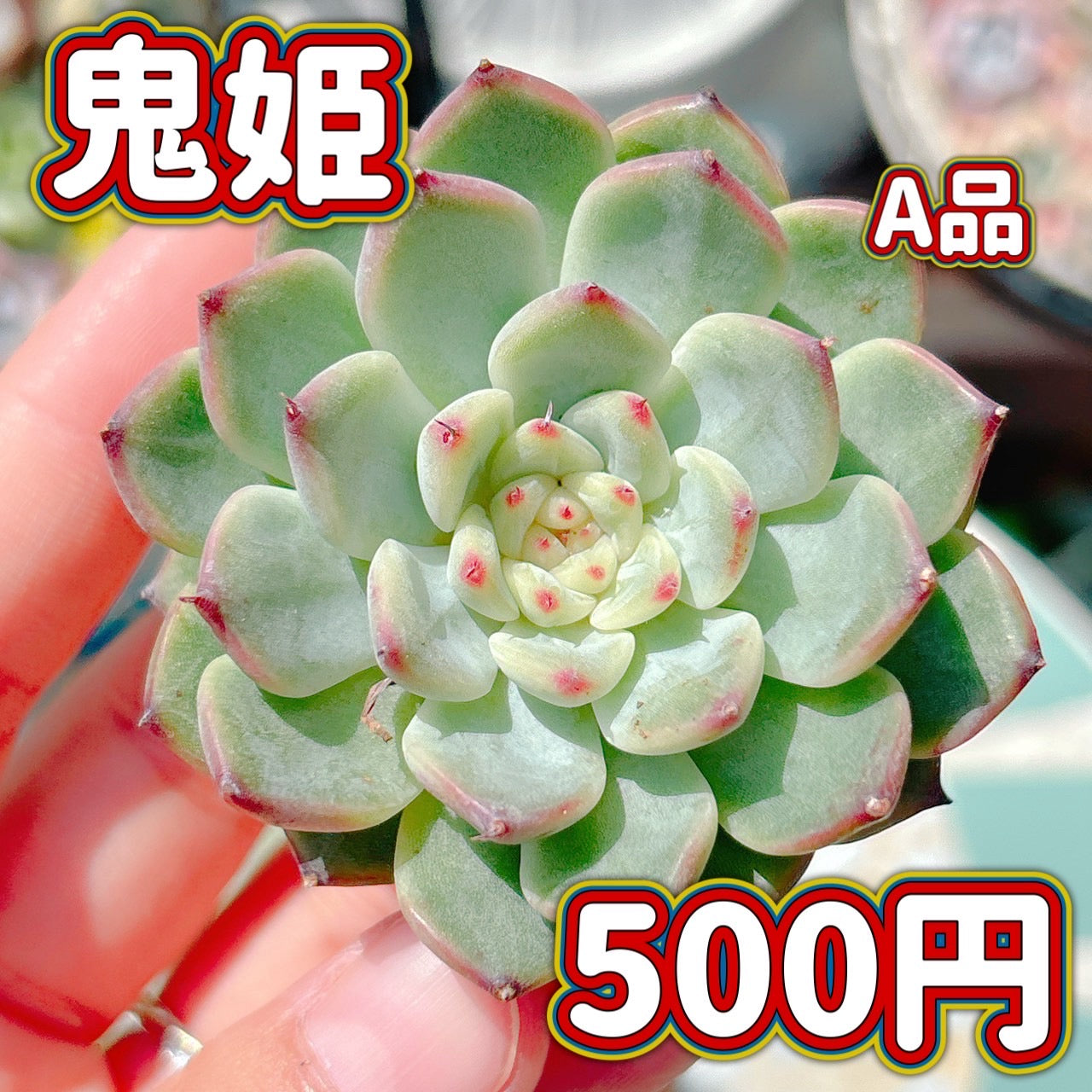 鬼姫　A品