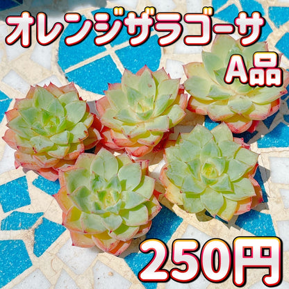 オレンジザラゴーサ　A品