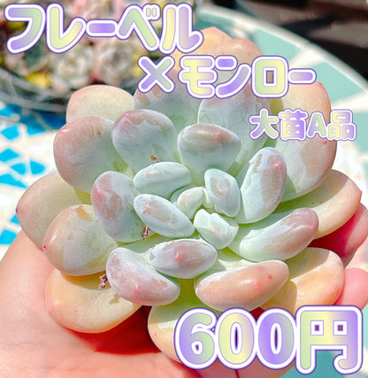 フレーベル×モンロー　大苗　A品