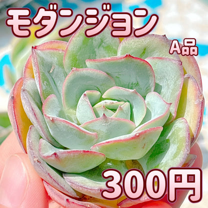 モダンジョン　カット苗　A品