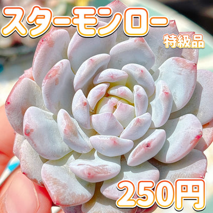 スターモンロー　特級品