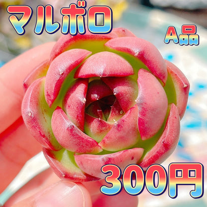 マルボロ　A品