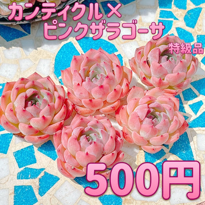 カンティクル×ピンクザラゴーサ　特級品