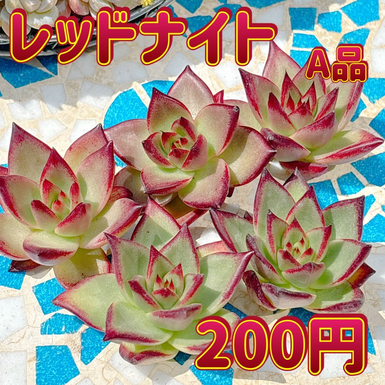 レッドナイト　A品