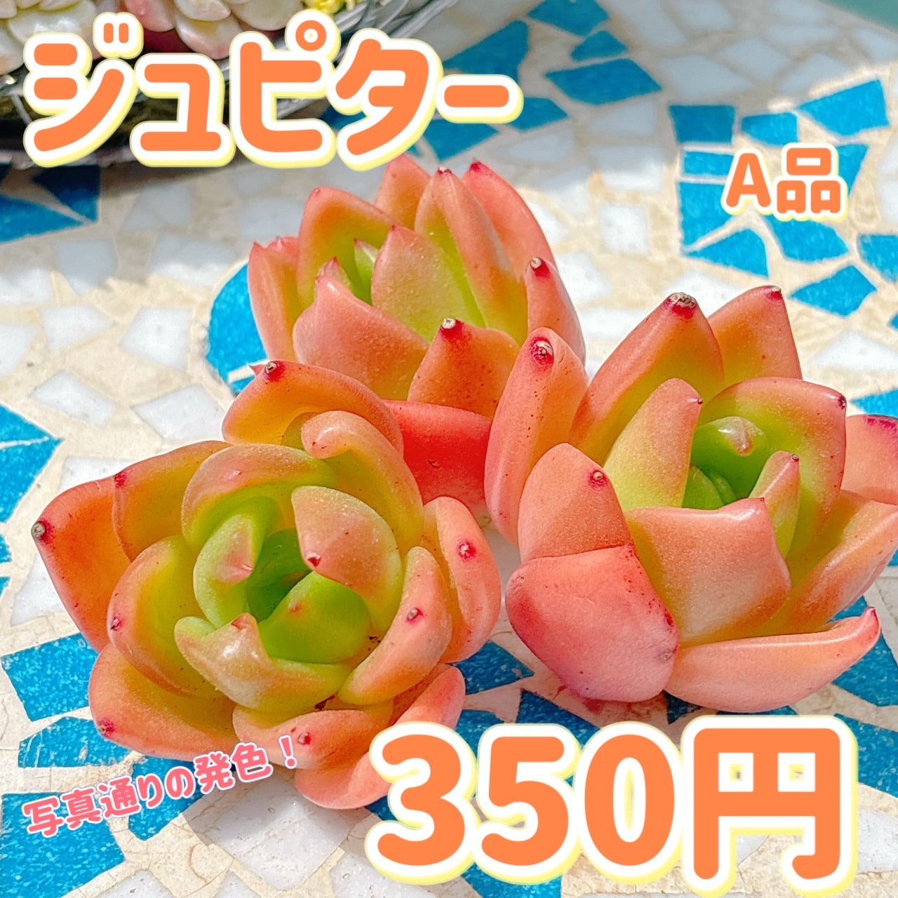 ジュピター　A品