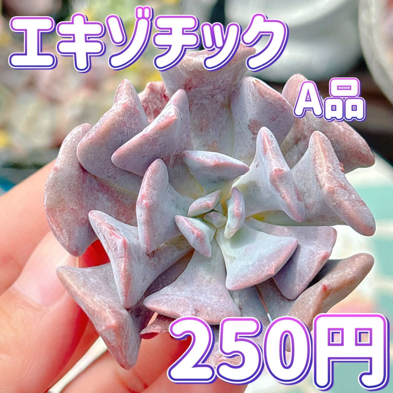 エキゾチック　A品