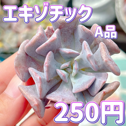 エキゾチック　A品