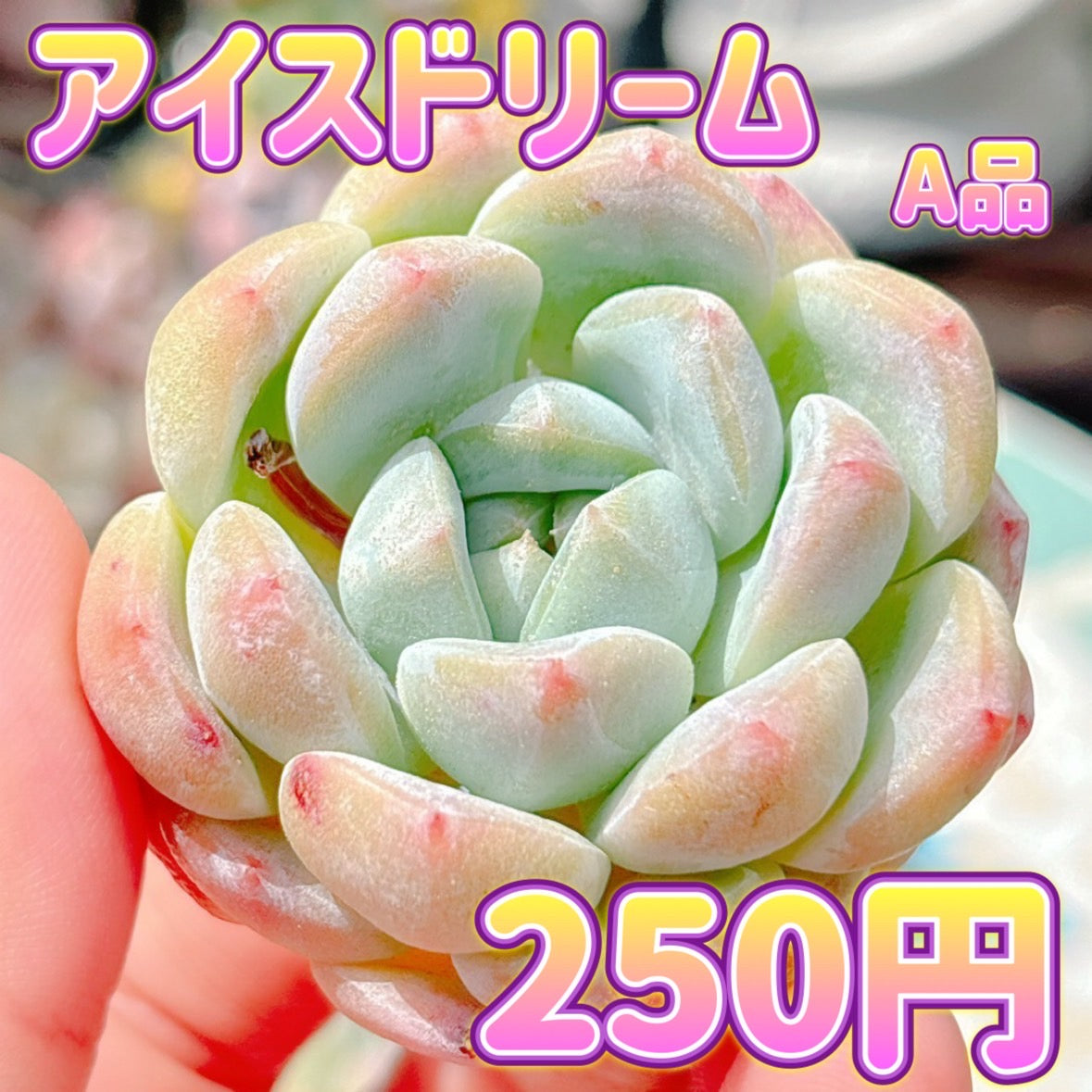 アイスドリーム　A品