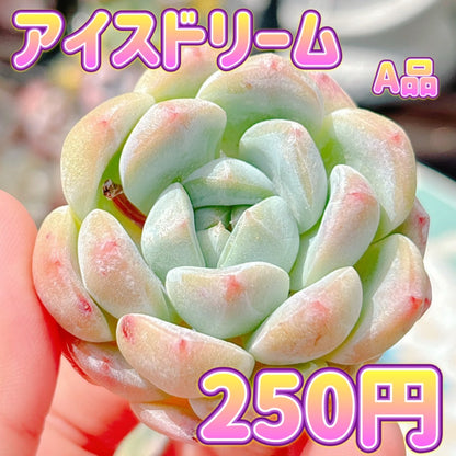 アイスドリーム　A品