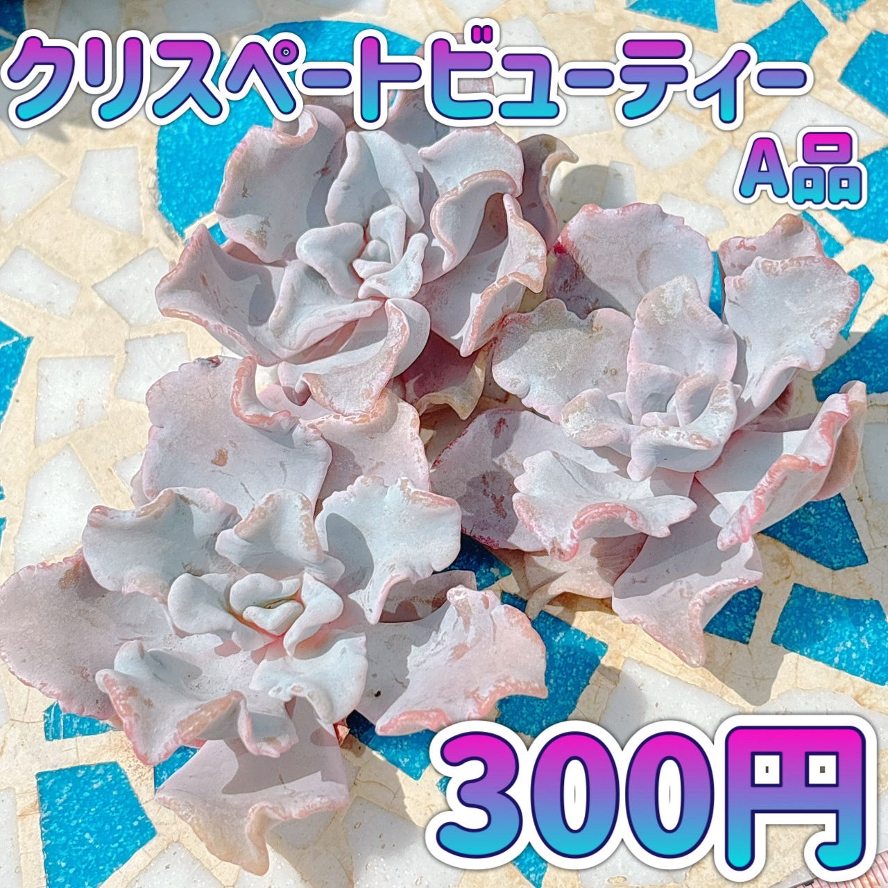クリスペートビューティー　A品