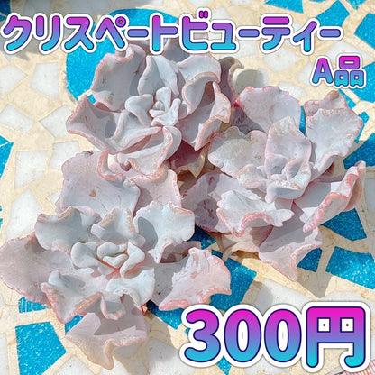 クリスペートビューティー　A品